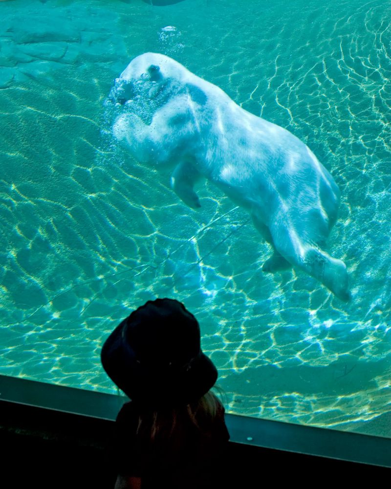 Denver Zoo Conservation Alliance